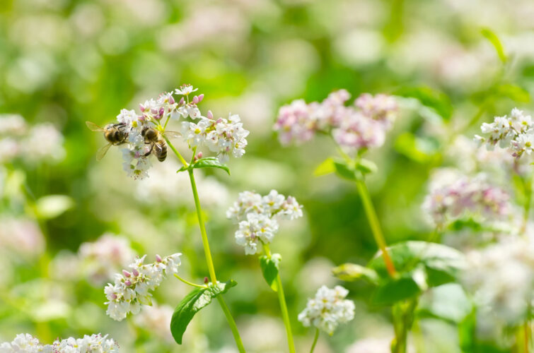 Uncovering the Perks of Cover Crops